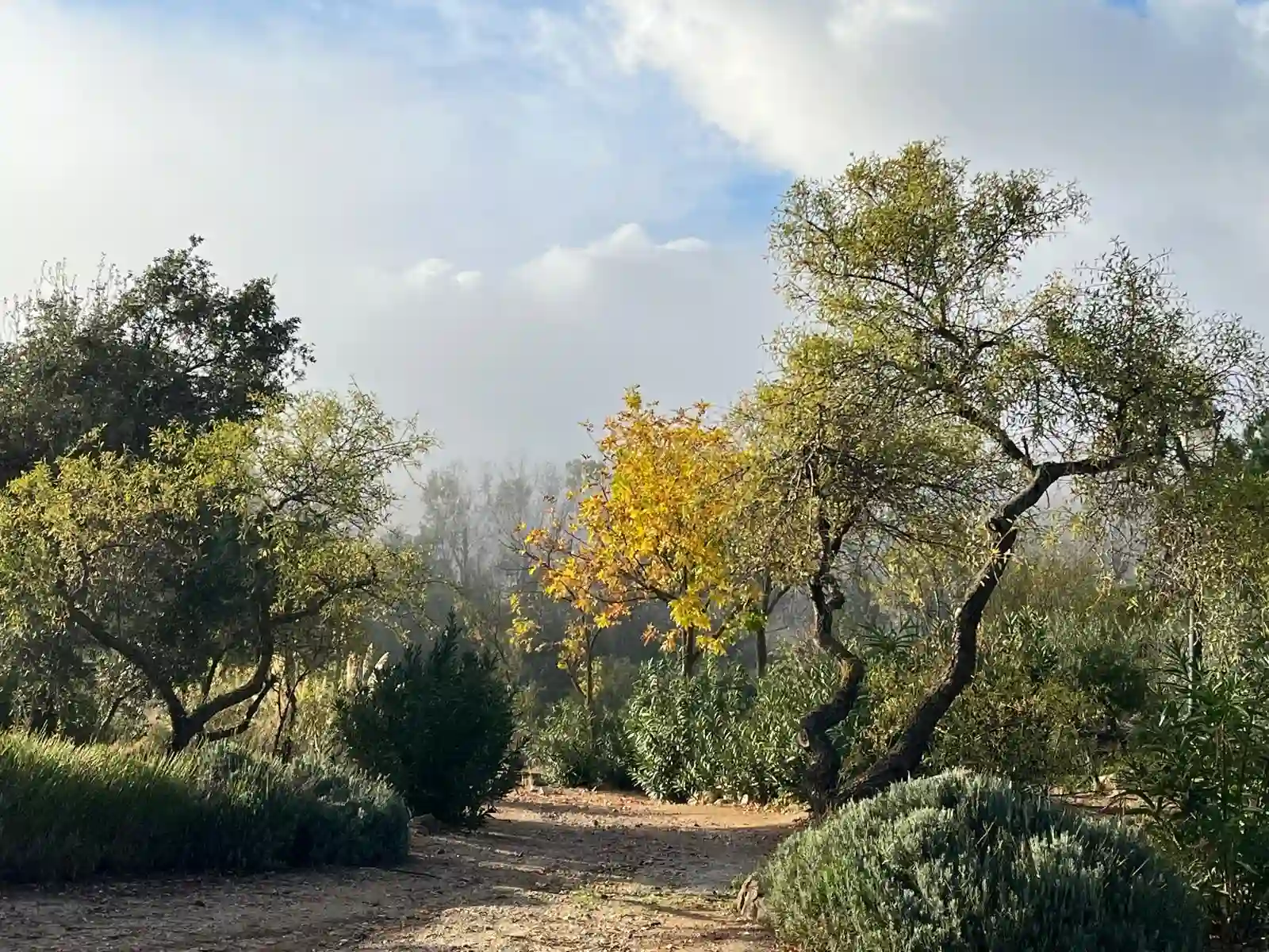 Entorno natural y arbolado de Terra Aura, en Argés